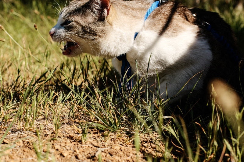 Illustration for article titled How To Take Your Cat Camping